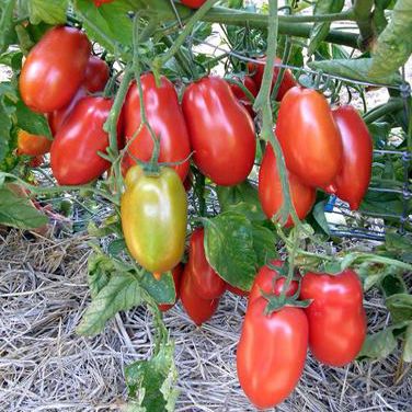 Семена томатов Марцано нано Legutko Агропакгруп 0,2 г 11.2283 фото