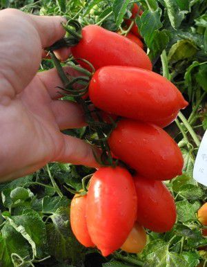 Семена томатов Брисколино F1 United Genetics 10 шт 11.0110 фото