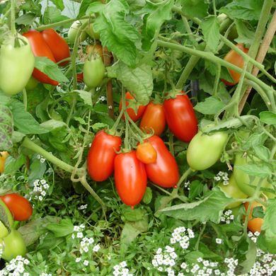 Семена томатов Инкас F1 Nunhems Zaden 50 шт 11.2069 фото