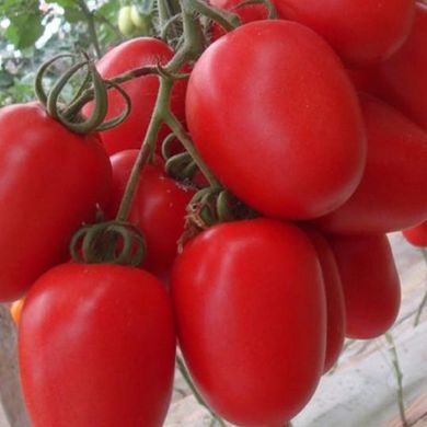 Насіння томатів Техас F1 інкрустовані Яскрава 10 шт 11.2291 фото