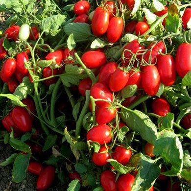 Семена томатов Брисколино F1 United Genetics 10 шт 11.0110 фото