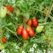 Семена томатов Инкас F1 Nunhems Zaden 50 шт
