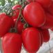 Семена томатов Техас F1 инкрустированные Яскрава 10 шт
