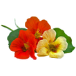 Насіння квітів і трав Насіння настурції — купити в інтернет магазині Good Harvest