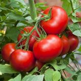 Насіння томатів Волгоградський 323 Агромаксі 3 г - купить | Good Harvest