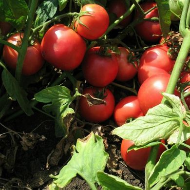 Семена томатов Тарпан F1 Nunhems Zaden 10 шт 11.2771 фото
