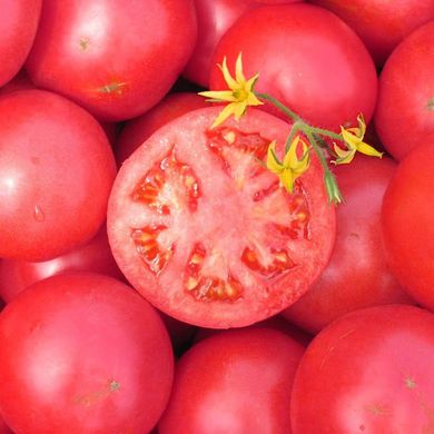 Семена томатов Тарпан F1 Nunhems Zaden 10 шт 11.2771 фото