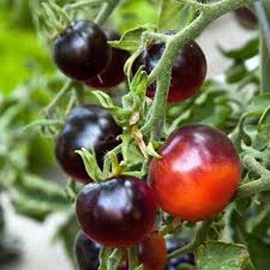 Семена томатов Индиго Роуз 0,1 г 11.1330 фото