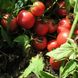 Семена томатов Тарпан F1 Nunhems Zaden 10 шт