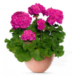 Насіння квітів і трав Насіння пеларгонії — купити в інтернет магазині Good Harvest