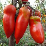 Насіння томатів Червоний Мустанг Gl Seeds 0,15 г - купить | Good Harvest