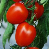 Насіння томатів Іскорка 0,2 г - купить | Good Harvest