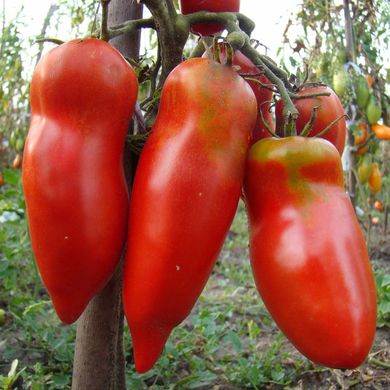 Насіння томатів Червоний Мустанг Gl Seeds 0,15 г 11.2180 фото
