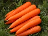 Насіння моркви Віта Лонга Bejo Zaden 1 г - купить | Good Harvest
