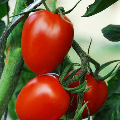 Семена томатов Искорка 10 г 11.1371 фото
