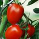 Насіння томатів Іскорка 10 г
