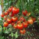 Насіння томатів Гібрид Тарасенко Ювілейний Gl Seeds 0,15 г