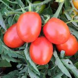 Семена томатов Бриксол F1 United Genetics 10 шт - купить | Good Harvest