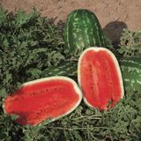 Насіння кавуна Думара Nunhems Zaden Агропак 100 насінин - купити | Good Harvest