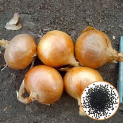 Семена лука Халцедон 3 г 11.1429 фото