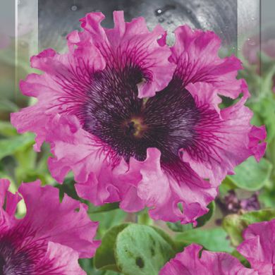 Семена петунии крупноцветковая бахромчатая Розея(розовая) F1 10 шт 10.0897 фото