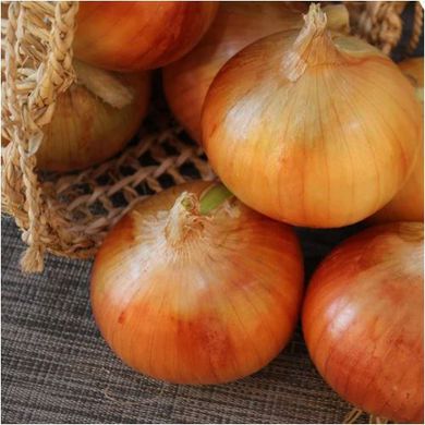 Купидо F1 лук севок 10/21 озимый ультраранний овальный Top Onion Нидерланды 0,5 кг 11.2905 фото