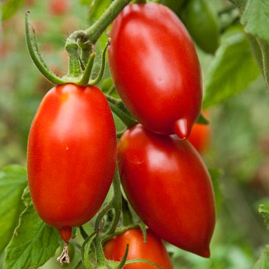 Насіння томатів Даліда Satimex Садиба 5 г 11.2054 фото