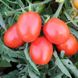 Насіння томатів Бріксол F1 United Genetics 10 шт