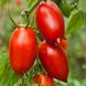 Насіння томатів Даліда Satimex Садиба 5 г