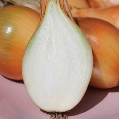 Бірнформіге (Бамбергер) цибуля саджанка Top Onion Нідерланди 0,5 кг 11.2237 фото