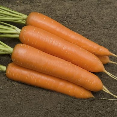 Насіння моркви Монанта Rijk Zwaan 1 г 11.0385 фото