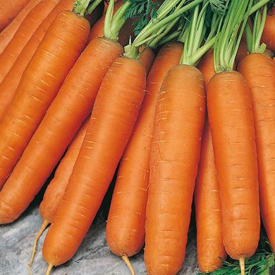 Семена моркови Монанта Rijk Zwaan 1 г 11.0385 фото