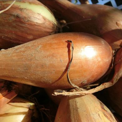 Бірнформіге (Бамбергер) цибуля саджанка Top Onion Нідерланди 0,5 кг 11.2237 фото