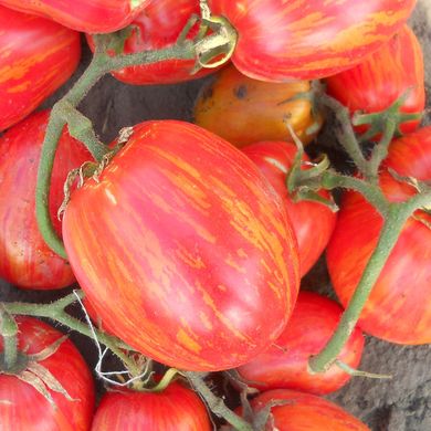 Насіння томатів Кабанята Gl Seeds 0,1 г 11.1282 фото