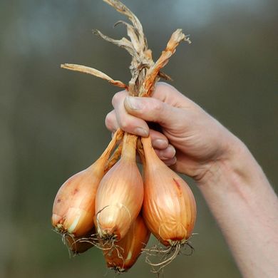 Бирнформиге (Бамбергер) лук севок Top Onion Нидерланды 0,5 кг 11.2237 фото