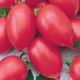 Насіння томатів Гібрид Тарасенко-2 рожевий Gl Seeds 0,1 г - купить | Good Harvest