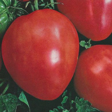 Насіння томатів Кардинал 0,1 г 11.1283 фото