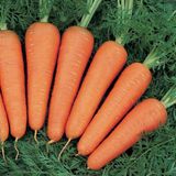 Насіння моркви Канада F1 Bejo Zaden 400 шт - купити | Good Harvest