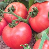 Семена томатов Роза ветров Gl Seeds 0,15 г - купить | Good Harvest