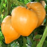 Насіння томатів Золоте серце Gl Seeds, 0,1 г - купити | Good Harvest