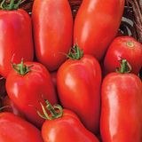 Насіння томатів Кібіц 0,1 г - купить | Good Harvest