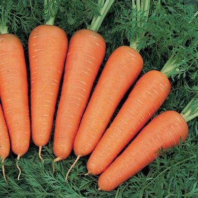 Насіння моркви Канада F1 Bejo Zaden 400 шт 11.1504 фото