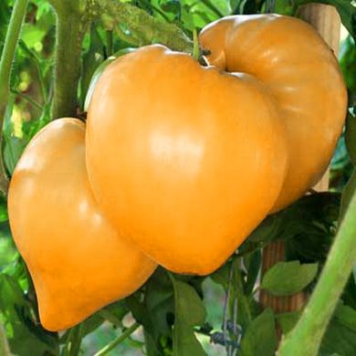 Насіння томатів Золоте серце Gl Seeds, 0,1 г 11.2185 фото