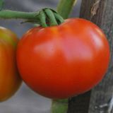 Семена томатов Король ранних Агромакси 0,1 г - купить | Good Harvest