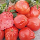 Насіння томатів Пузата Хата Gl Seeds 0,2 г - купить | Good Harvest