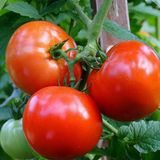 Насіння томатів Біг Бушмен Сонячний Март 100 шт - купить | Good Harvest