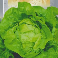 Насіння салату качанного Атракціон 1 г 19.0055 фото