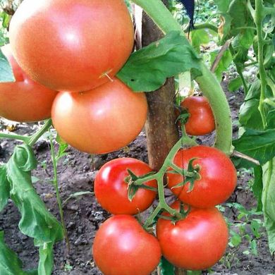 Насіння томатів Король ранніх Агромаксі 0,1 г 11.1333 фото