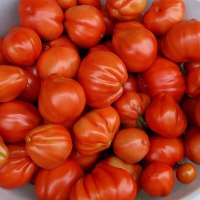 Насіння томатів Пузата Хата Gl Seeds 0,2 г 11.2189 фото