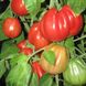 Семена томатов Пузата Хата Gl Seeds 0,2 г
